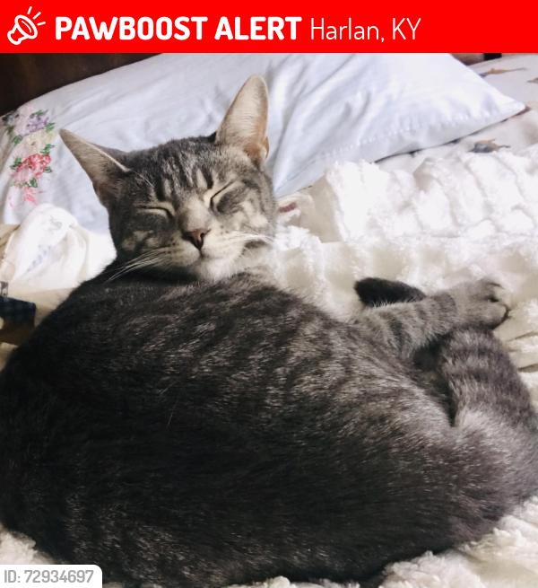Lost Male Cat last seen Cawood Hill around the Baptist Church, Harlan, KY 40831