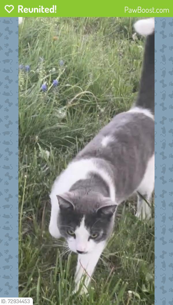 Reunited Male Cat last seen S Mock ave, Muncie, IN 47302