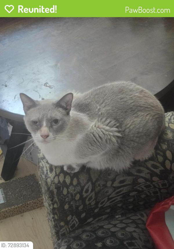 Reunited Male Cat last seen Near Sparrow hill lane, Laguna Hills, CA 92653