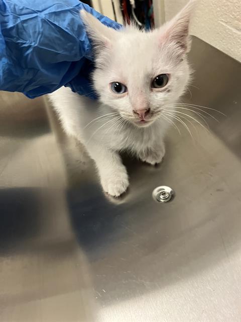 Shelter Stray Male Cat last seen Near BLOCK BLCK W HILL ST, LONG BEACH, CA 90810, Long Beach, CA 90815