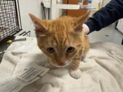 Shelter Stray Male Cat last seen , Chatsworth, CA 91311