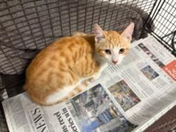 Shelter Stray Male Cat last seen , Chatsworth, CA 91311