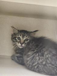 Shelter Stray Unknown Cat last seen Near BLOCK I-25, Denver, CO 80223