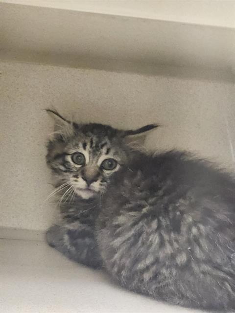 Shelter Stray Unknown Cat last seen Near BLOCK I-25, Denver, CO 80223