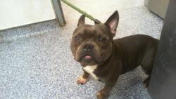 Shelter Stray Male Dog last seen CHARLOTTE, Charlotte, NC 28217