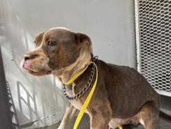 Shelter Stray Male Dog last seen Near BLOCK BACK CANYON RD, CALIENTE CA 93518, Lake Isabella, CA 93240