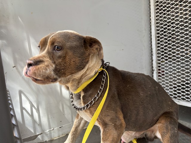 Shelter Stray Male Dog last seen Near BLOCK BACK CANYON RD, CALIENTE CA 93518, Lake Isabella, CA 93240
