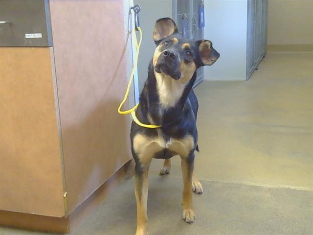 Shelter Stray Female Dog last seen KIEFER BLVD/MAYHEW DR, 95826, Sacramento, CA 95827