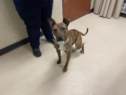 Shelter Stray Male Dog last seen Near BLOCK  MILWAUKEE AVE, Milwaukee, WI 53215