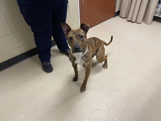 Shelter Stray Male Dog last seen Near BLOCK  MILWAUKEE AVE, Milwaukee, WI 53215