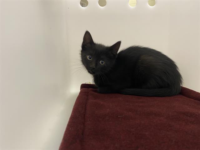 Shelter Stray Female Cat last seen Near BLOCK N 58TH ST, Milwaukee, WI 53215