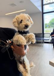Shelter Stray Male Dog last seen BARRANCA/JAMBOREE, Irvine, CA 92618