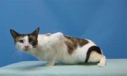 Shelter Stray Male Cat last seen , Gardena, CA 90248