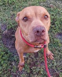 Shelter Stray Female Dog last seen NW 71 AV, TAMARAC FL 33321, Davie, FL 33312