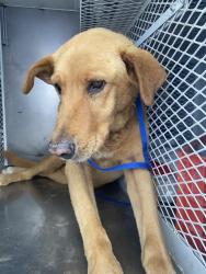 Shelter Stray Male Dog last seen Near BLOCK LERDO HWY, SHAFTER CA 93263, Bakersfield, CA 93308