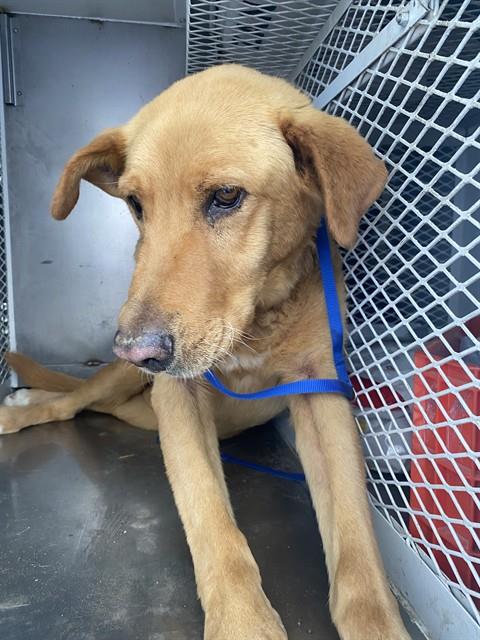 Shelter Stray Male Dog last seen Near BLOCK LERDO HWY, SHAFTER CA 93263, Bakersfield, CA 93308