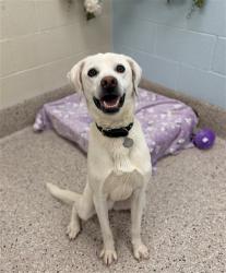 Shelter Stray Male Dog last seen Near BLOCK STETSON CT, Brighton, CO 80601