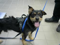 Shelter Stray Male Dog last seen I 25 UNDER MONTGOMERY UNDERPASS, Albuquerque, NM 87112