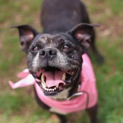 Shelter Stray Female Dog last seen GAYLORD VALLEYSTAR, San Antonio, TX 78227
