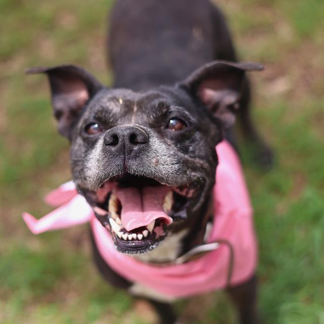 Shelter Stray Female Dog last seen GAYLORD VALLEYSTAR, San Antonio, TX 78227