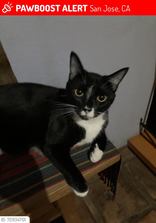 Lost Male Cat last seen Capitol and Bluefield, San Jose, CA 95136