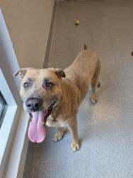 Shelter Stray Male Dog last seen Near , Indianapolis, IN 46221