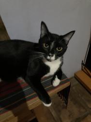 Lost Male Cat last seen Capitol and Bluefield, San Jose, CA 95136