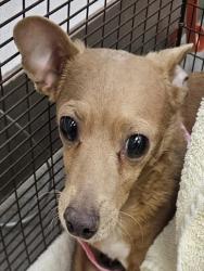 Shelter Stray Female Dog last seen , Tucson, AZ 85745