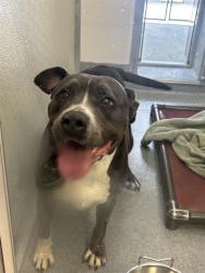 Shelter Stray Female Dog last seen OUT OF JURIS, Indianapolis, IN 46221