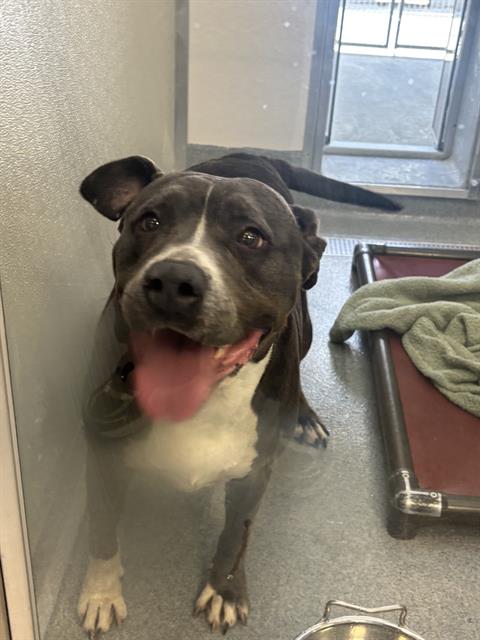 Shelter Stray Female Dog last seen OUT OF JURIS, Indianapolis, IN 46221