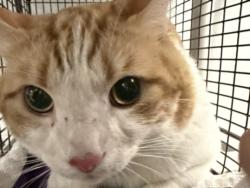 Shelter Stray Male Cat last seen , Los Angeles, CA 91405