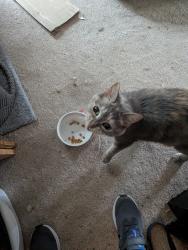 Reunited Female Cat last seen Hemingway and Hemingway - Cottage Grove , Cottage Grove, MN 55016