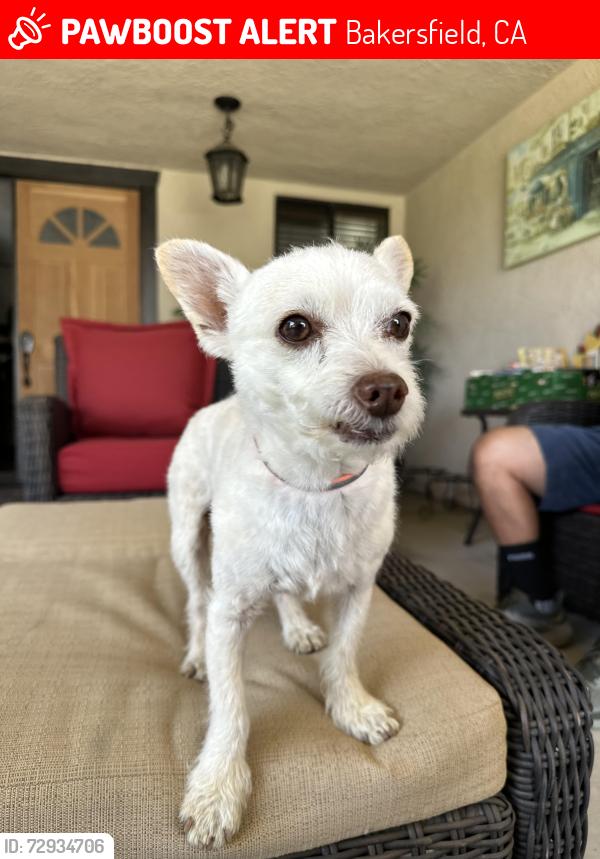 Lost Male Dog last seen White Ln and Ashe, Bakersfield, CA 93309