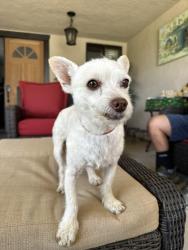 Lost Male Dog last seen White Ln and Ashe, Bakersfield, CA 93309