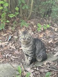 Found/Stray Unknown Cat last seen W54th and Hollywood dr, Parma, OH 44129