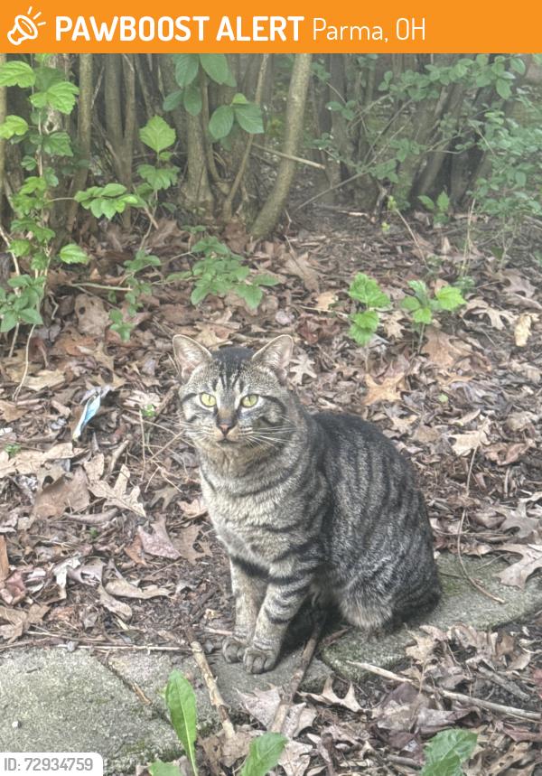 Found/Stray Unknown Cat last seen W54th and Hollywood dr, Parma, OH 44129