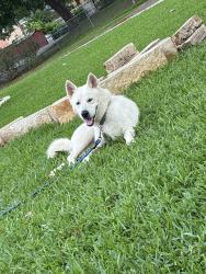 Reunited Male Dog last seen Galloway elementary school , Mesquite, TX 75149