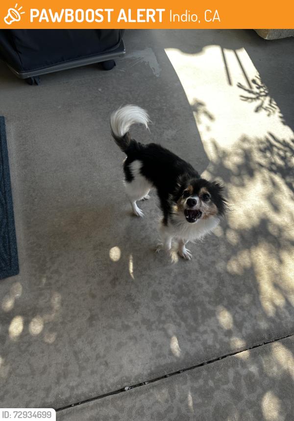 Found/Stray Male Dog last seen Indian Springs Country Club - Pebble Beach Drive, Indio, CA 92201