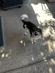 Found/Stray Male Dog last seen Indian Springs Country Club - Pebble Beach Drive, Indio, CA 92201