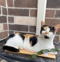 Reunited Female Cat last seen Pheasant Creek DR, Sugar Land, TX 77498