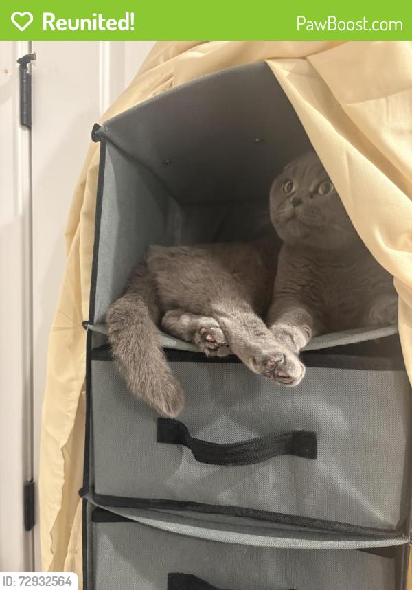 Reunited Female Cat last seen Near Garret Place Glen Rock, Glen Rock, NJ 07452