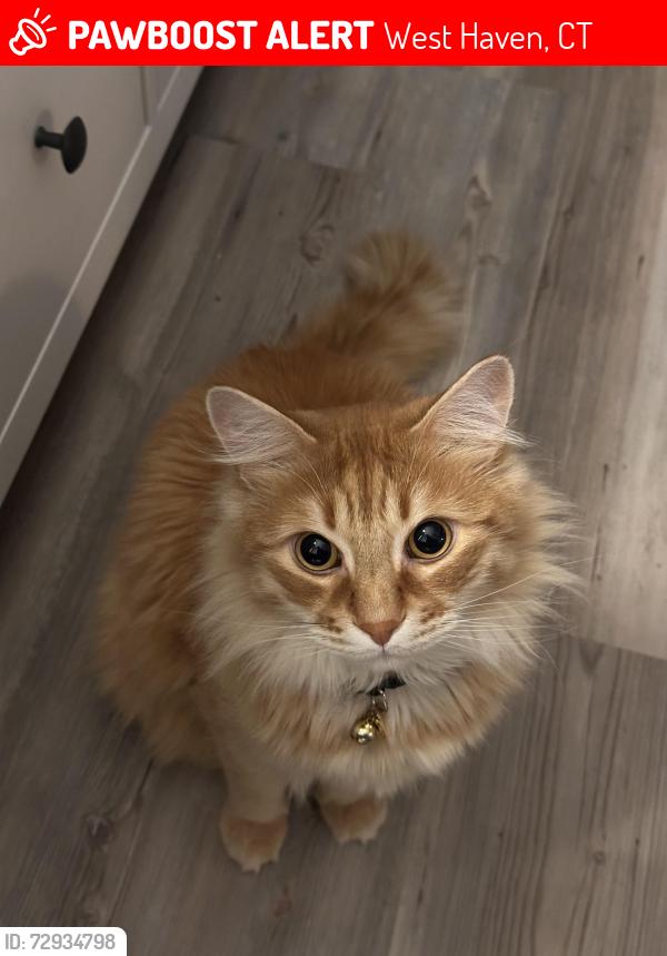 Lost Male Cat last seen Atwater st and Washington st , West Haven, CT 06516