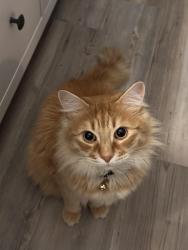 Lost Male Cat last seen Atwater st and Washington st , West Haven, CT 06516