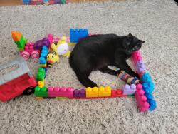 Reunited Male Cat last seen White and riverview, Des Plaines, IL 60018