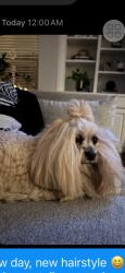 Reunited Female Dog last seen Rushmore /Lebanon , Frisco, TX 75034