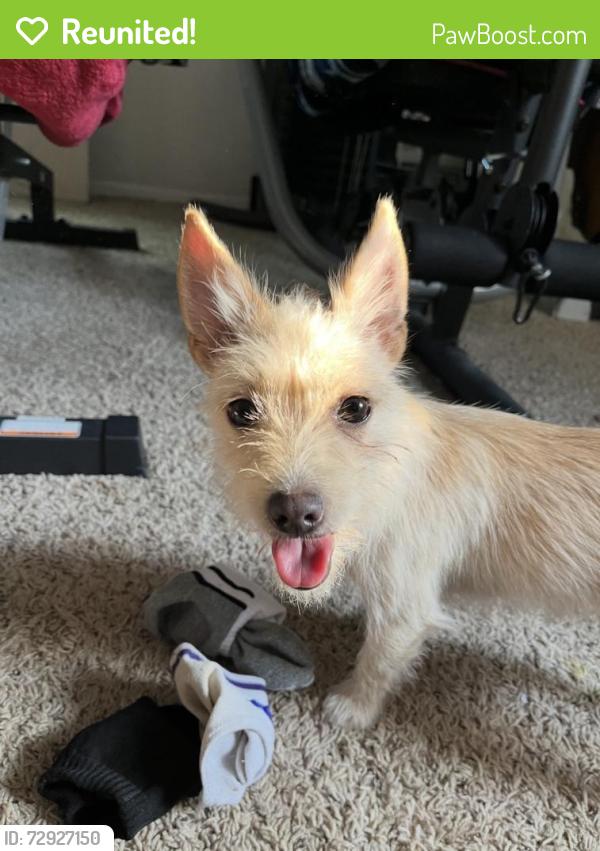 Reunited Female Dog last seen Near Oates Dr, Dallas, TX 75228, USA, Dallas, TX 75228