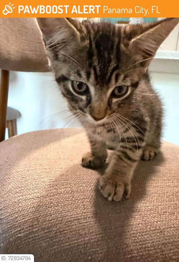 Found/Stray Female Cat last seen Near Wilmont dr , Panama City, FL 32405
