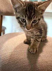 Found/Stray Female Cat last seen Near Wilmont dr , Panama City, FL 32405