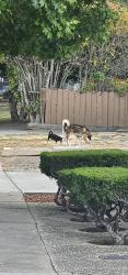 Found/Stray Unknown Dog last seen S Buena Vista Ave & Scott Street, San Jose, CA 95126