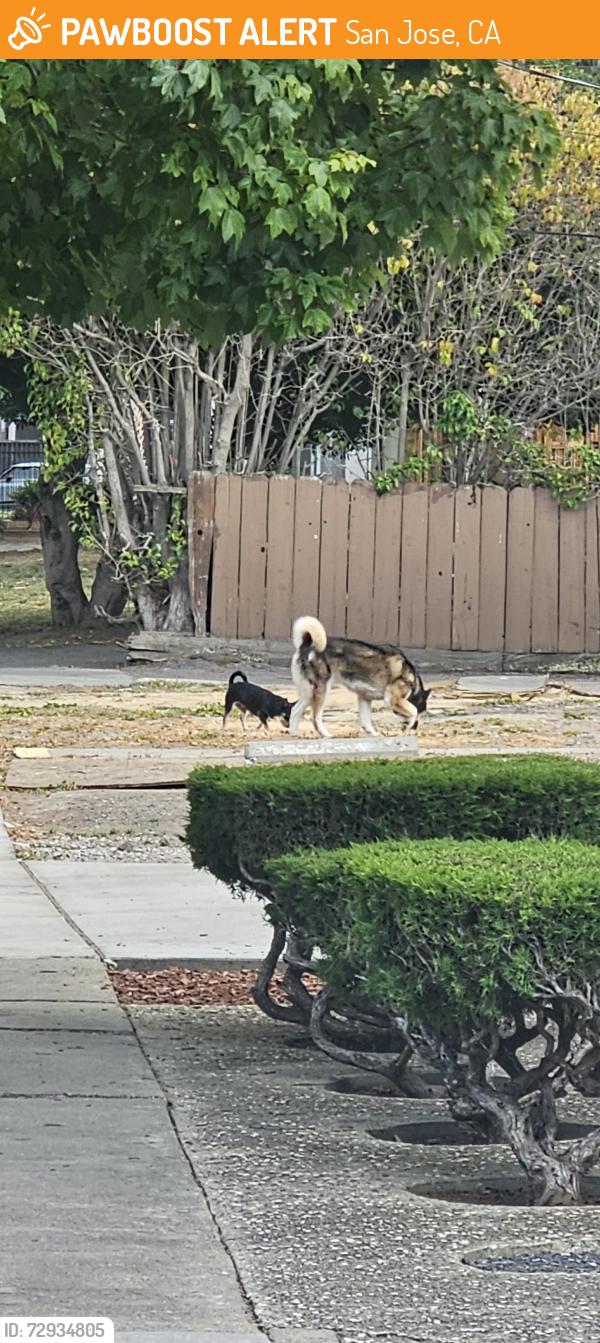Found/Stray Unknown Dog last seen S Buena Vista Ave & Scott Street, San Jose, CA 95126